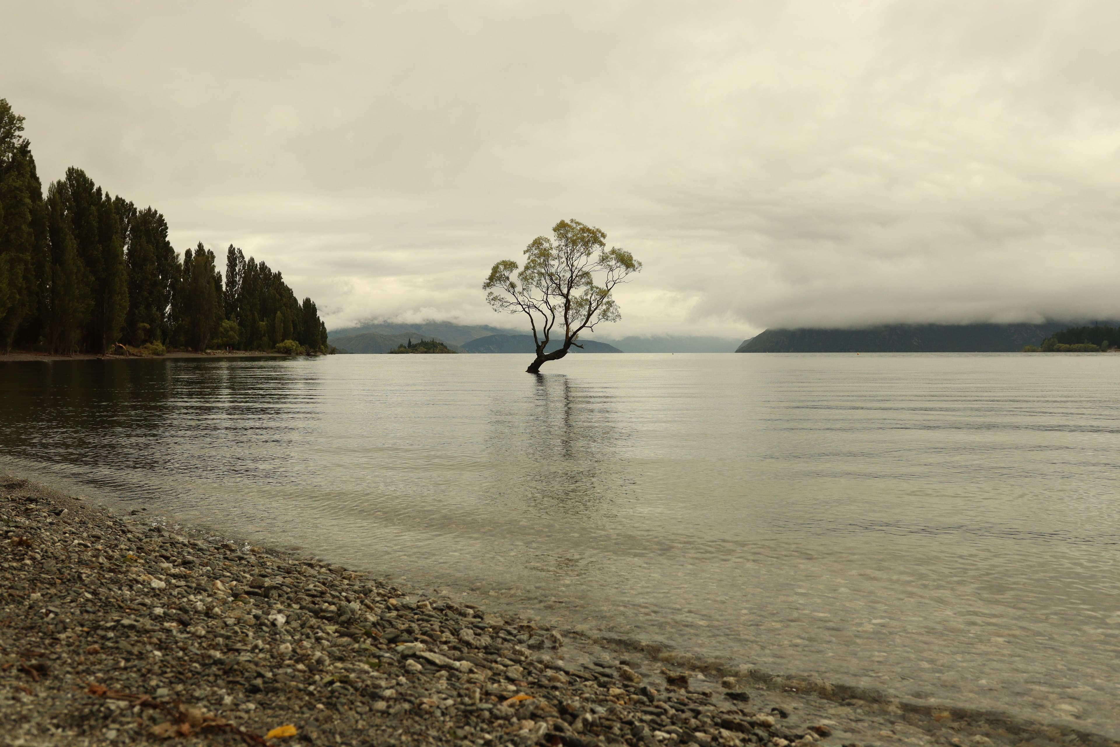 That Wānaka Willow
