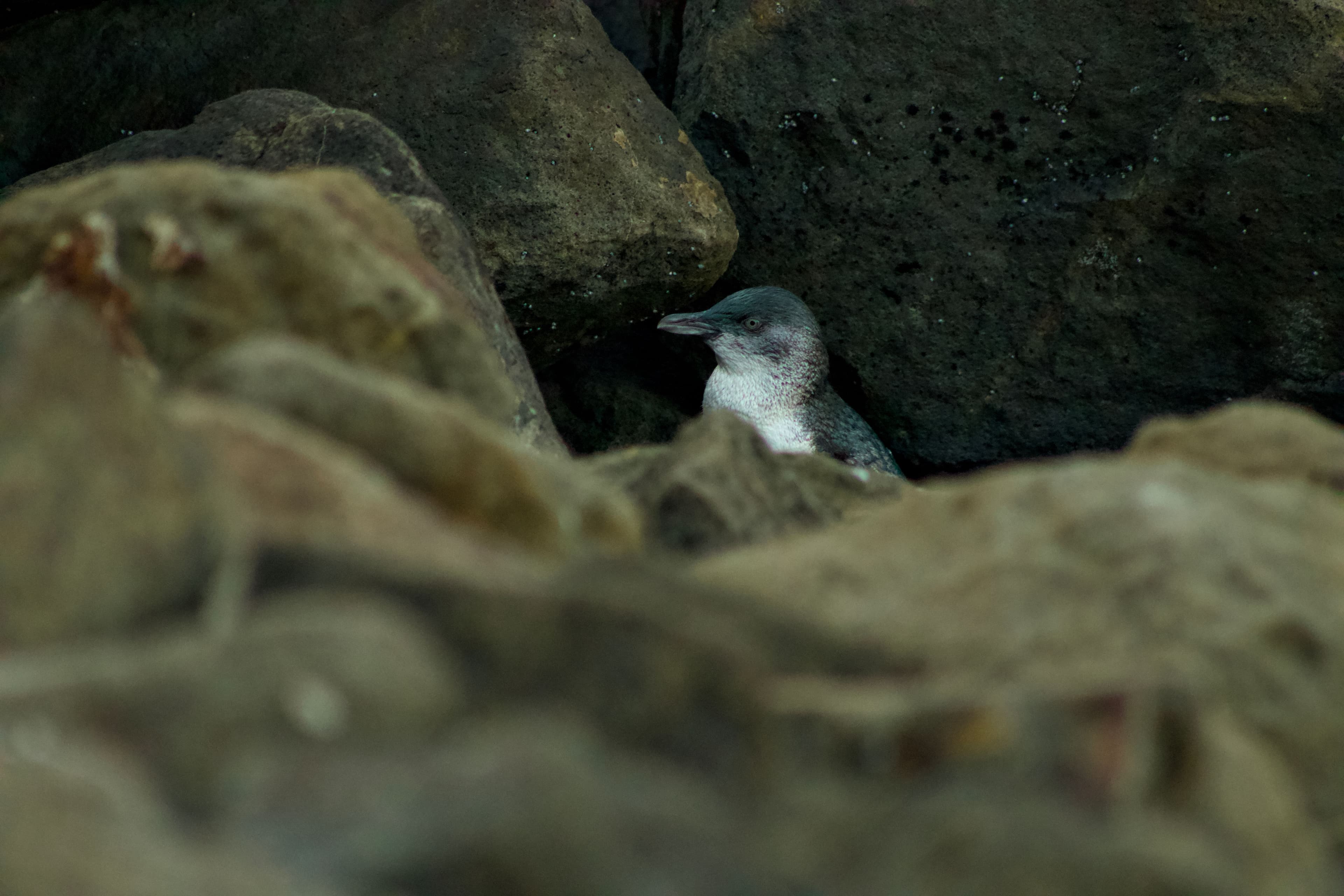 Blue penguin