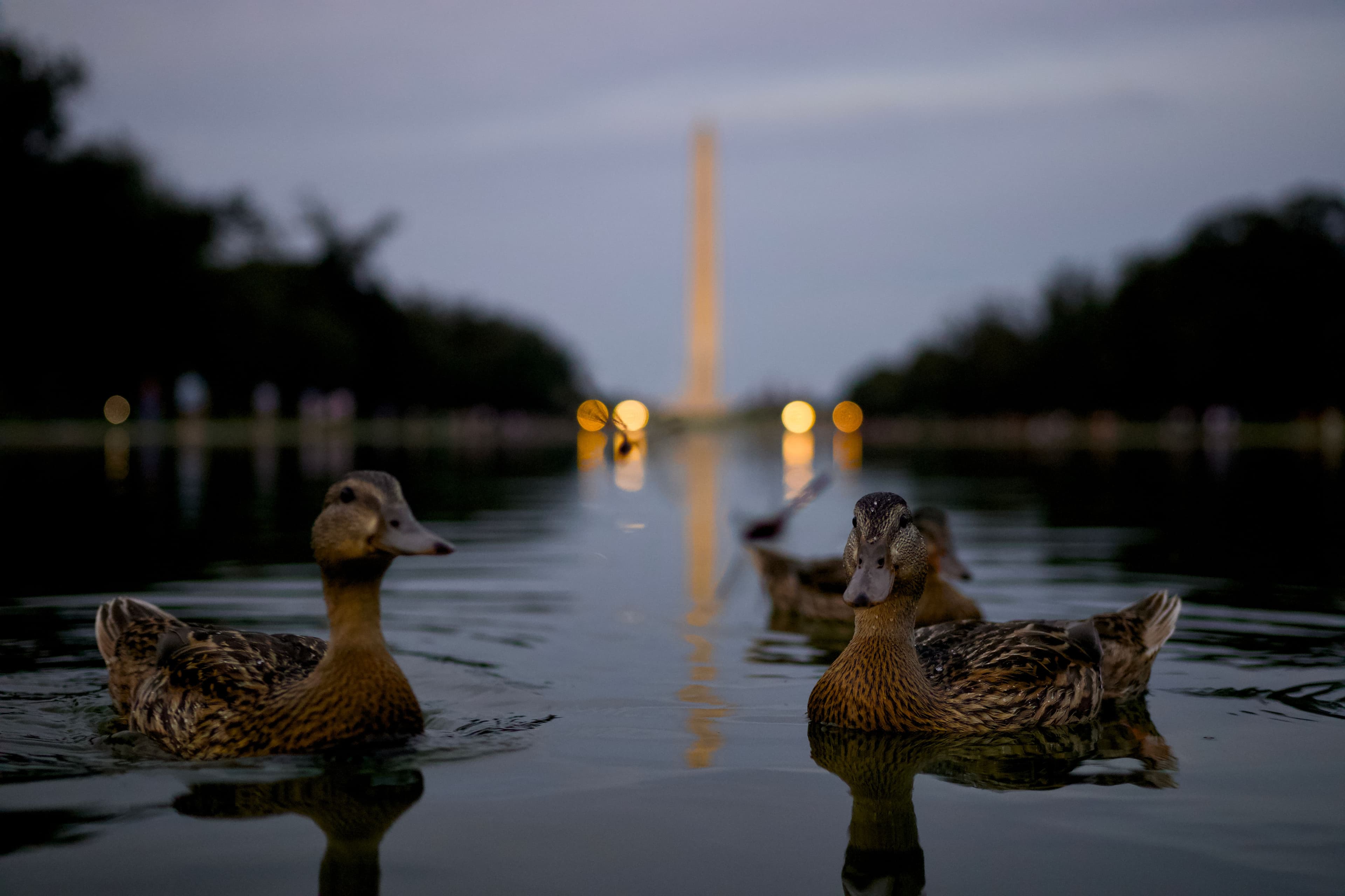 Monumental mallards