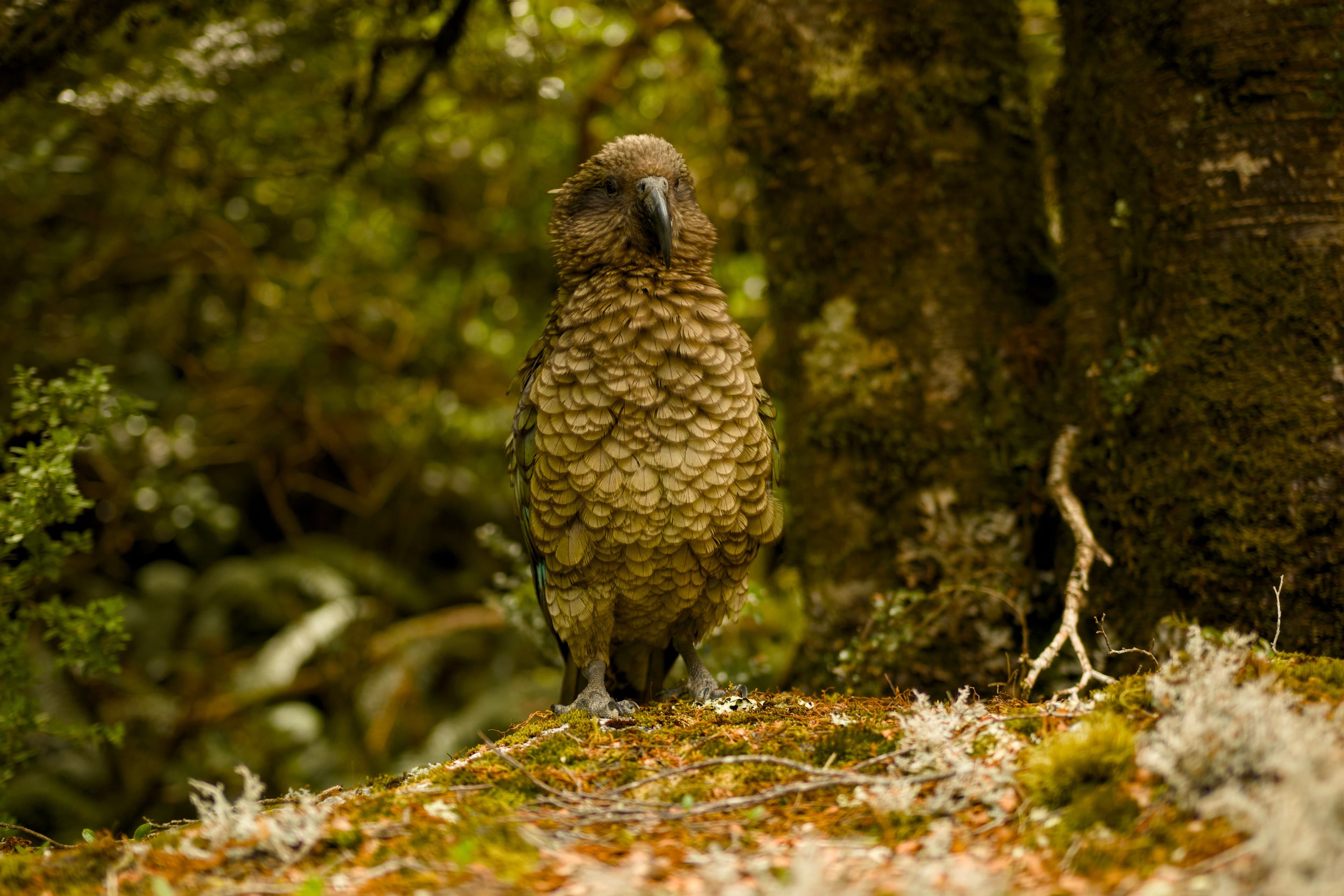 The alpine parrot