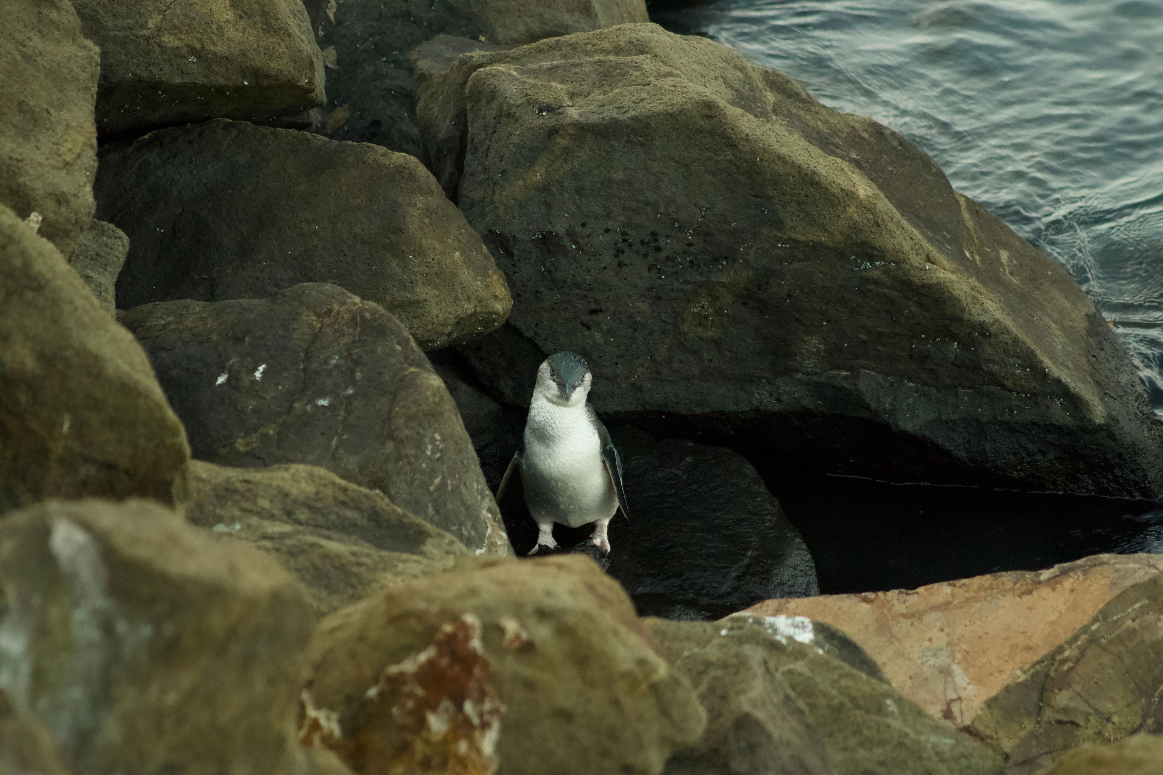 Blue penguin